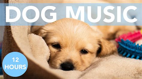 music to calm dogs youtube|youtube dog calming music videos.